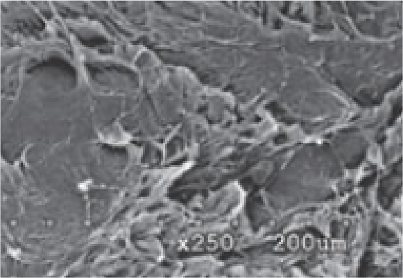 Microscopic view of a virus particle